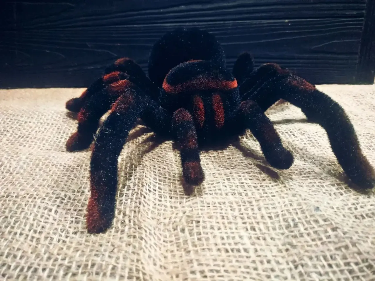 Павук Тарантул на радіоуправлінні з очима 30 см Cute Sunlight 871 Tarantula - Зображення 5