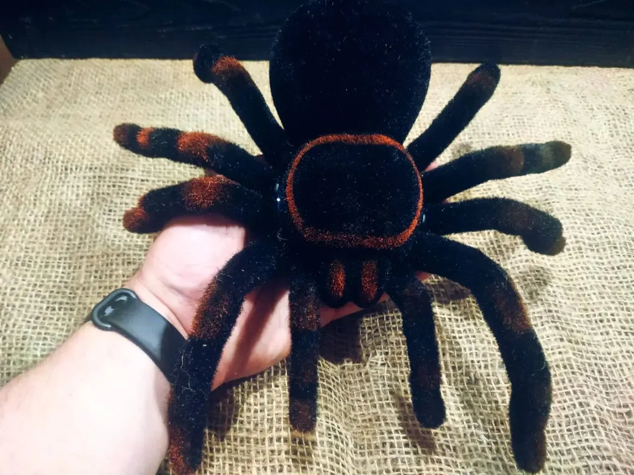 Павук Тарантул на радіоуправлінні з очима 30 см Cute Sunlight 871 Tarantula - Зображення 7