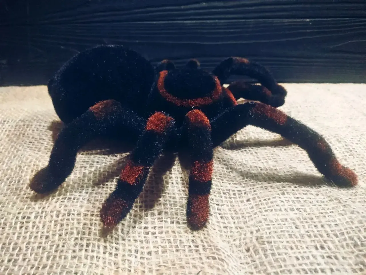 Павук Тарантул на радіоуправлінні з очима 30 см Cute Sunlight 871 Tarantula - Зображення 6