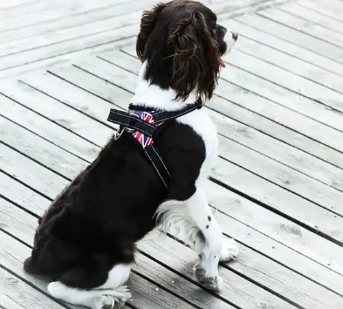 Шлейка-жилет для домашніх тварин - Зображення 3