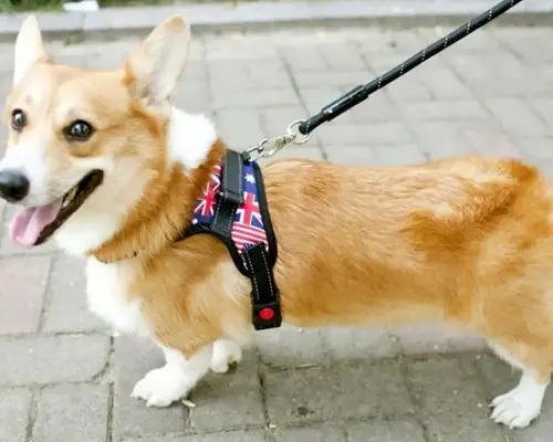 Шлейка-жилет для домашніх тварин - Зображення 4